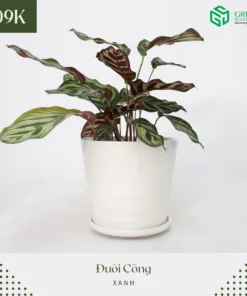 Sản phẩm 298263920_793608255331892_4474856120154815467_n 247x296 — Công Ty Cổ Phần Green Sculpture — MST 0315039554
