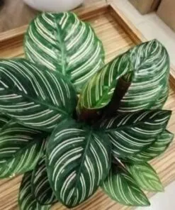 Sản phẩm 47ac0789 3267 247x296 — Công Ty Cổ Phần Green Sculpture — MST 0315039554