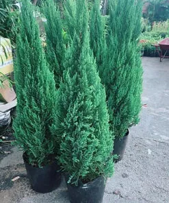 Sản phẩm 986a2dfaee367378ebedd9ddf6a32165 247x296 — Công Ty Cổ Phần Green Sculpture — MST 0315039554