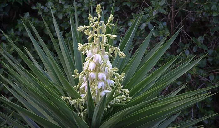 Sản phẩm cay yucca — Nguyên Liệu Nông Nghiệp BQ&Q - Công Ty Cổ Phần BQ&Q — MST 0315047668