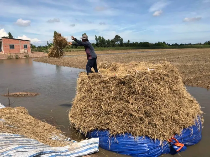 Sản phẩm z3453751992882_e424d18325b43f4838c2b4d790899f65 — Công Ty Cổ Phần Nông Sản Hoa Nắng — MST 0315157893