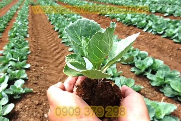 Sản phẩm ung dung cua che pham sinh hoc tren cay cai bap min — Công Ty TNHH Sanco Viet Nam — MST 0315182201