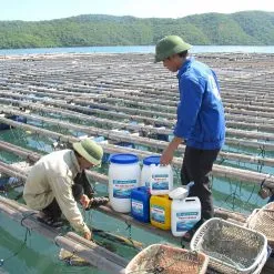 Sản phẩm hoa chat thuy san 247x247 — Công Ty Cổ Phần Xuất Nhập Khẩu Hóa Chất Đại Việt — MST 0315229160