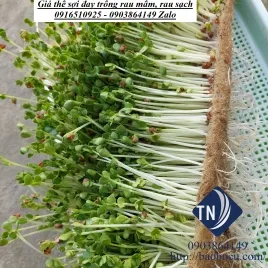 Sản phẩm gia the soi day trong rau sach rau mam20233 — Công Ty TNHH Vật Liệu Thiên Nhiên — MST 0315290020