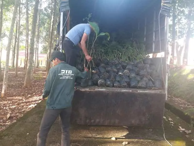 Sản phẩm cac loai cay lam nghiep — Công Ty CP Sản Xuất Và Thương Mại Đồng Thành Công — MST 0315350230