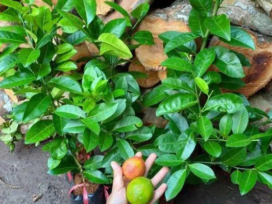 Sản phẩm cay chanh dao giong 533x400 — Công Ty CP Sản Xuất Và Thương Mại Đồng Thành Công — MST 0315350230
