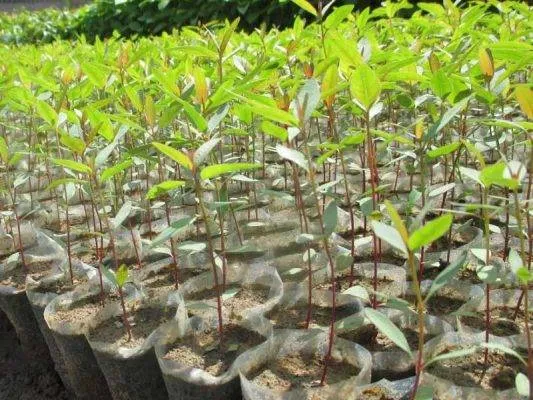 Sản phẩm cay giong bach dan 533x400 — Công Ty CP Sản Xuất Và Thương Mại Đồng Thành Công — MST 0315350230