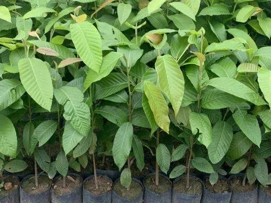 Sản phẩm cay giong dau rai 533x400 — Công Ty CP Sản Xuất Và Thương Mại Đồng Thành Công — MST 0315350230