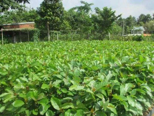 Sản phẩm cay giong gao vang 533x400 — Công Ty CP Sản Xuất Và Thương Mại Đồng Thành Công — MST 0315350230