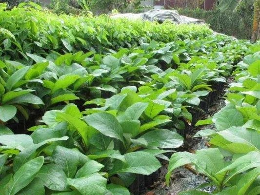 Sản phẩm cay giong gia ty 533x400 — Công Ty CP Sản Xuất Và Thương Mại Đồng Thành Công — MST 0315350230