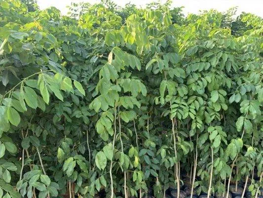 Sản phẩm cay giong go do 533x400 — Công Ty CP Sản Xuất Và Thương Mại Đồng Thành Công — MST 0315350230