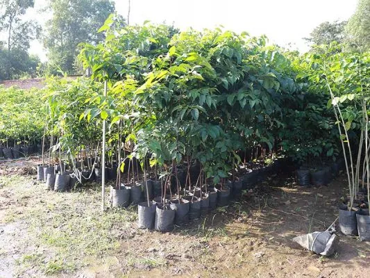Sản phẩm cay giong go quy dtc 533x400 — Công Ty CP Sản Xuất Và Thương Mại Đồng Thành Công — MST 0315350230