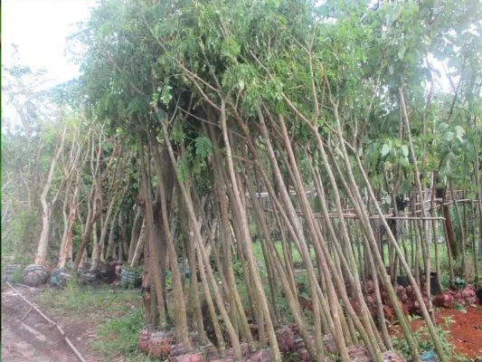Sản phẩm cay me tay 533x400 — Công Ty CP Sản Xuất Và Thương Mại Đồng Thành Công — MST 0315350230
