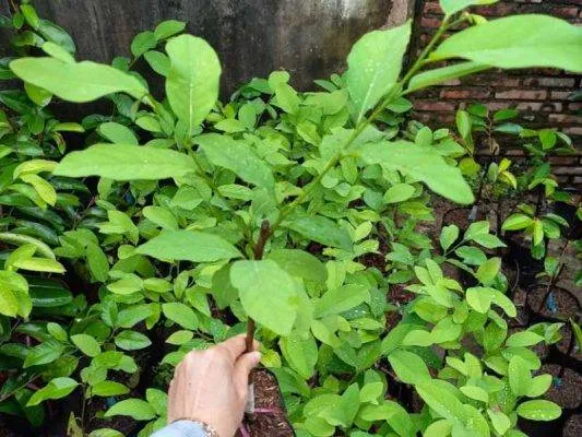Sản phẩm cay na sau rieng giong 533x400 — Công Ty CP Sản Xuất Và Thương Mại Đồng Thành Công — MST 0315350230
