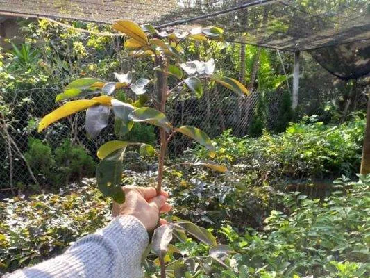Sản phẩm cay nhan long tim giong 533x400 — Công Ty CP Sản Xuất Và Thương Mại Đồng Thành Công — MST 0315350230
