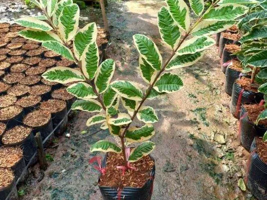 Sản phẩm cay oi cam thach giong 533x400 — Công Ty CP Sản Xuất Và Thương Mại Đồng Thành Công — MST 0315350230