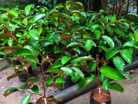 Sản phẩm cay vu sua mica giong 533x400 — Công Ty CP Sản Xuất Và Thương Mại Đồng Thành Công — MST 0315350230