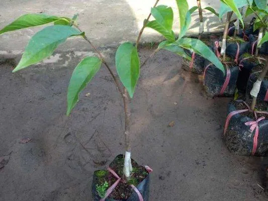 Sản phẩm na do giong 533x400 — Công Ty CP Sản Xuất Và Thương Mại Đồng Thành Công — MST 0315350230