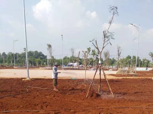 Sản phẩm cung cap cay xanh kcn hanh phuc 533x400 — Công Ty CP Sản Xuất Và Thương Mại Đồng Thành Công — MST 0315350230