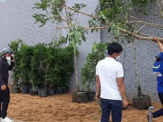 Sản phẩm cung cap cay xanh kcn loc an 533x400 — Công Ty CP Sản Xuất Và Thương Mại Đồng Thành Công — MST 0315350230