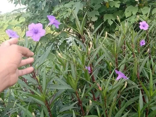 Sản phẩm cach trong cay chieu tim 533x400 — Công Ty CP Sản Xuất Và Thương Mại Đồng Thành Công — MST 0315350230