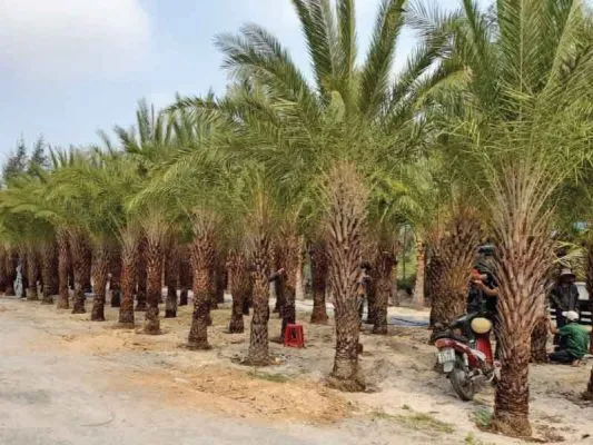 Sản phẩm cay cha la 533x400 — Công Ty CP Sản Xuất Và Thương Mại Đồng Thành Công — MST 0315350230