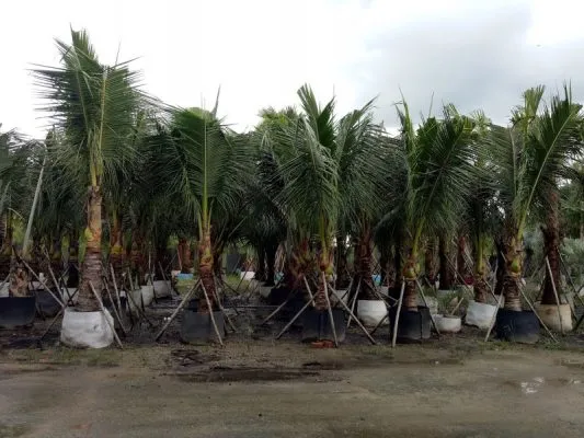 Sản phẩm cay dua canh 533x400 — Công Ty CP Sản Xuất Và Thương Mại Đồng Thành Công — MST 0315350230