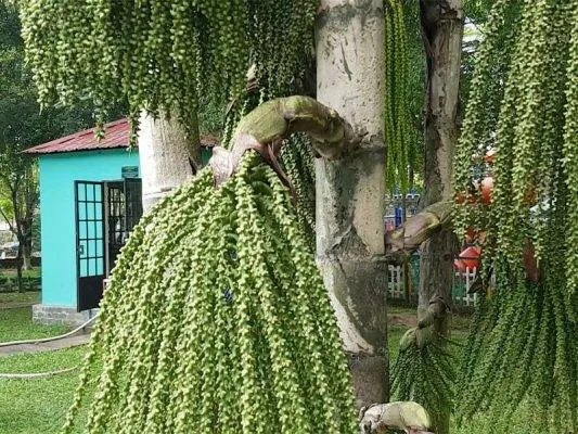 Sản phẩm cay dung dinh 533x400 — Công Ty CP Sản Xuất Và Thương Mại Đồng Thành Công — MST 0315350230