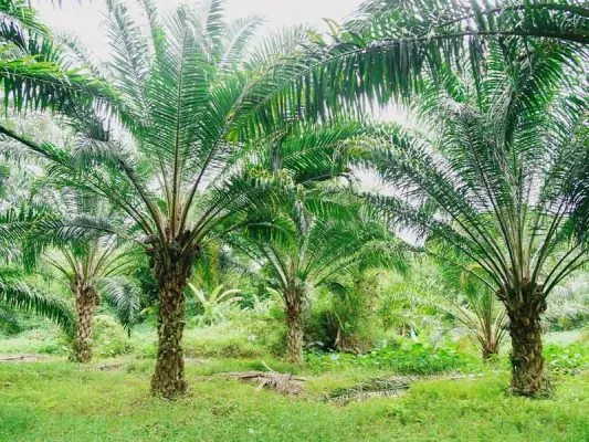 Sản phẩm bao gia cay co dau 533x400 — Công Ty CP Sản Xuất Và Thương Mại Đồng Thành Công — MST 0315350230