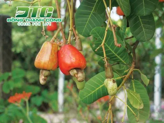 Sản phẩm cay dieu giong 533x400 — Công Ty CP Sản Xuất Và Thương Mại Đồng Thành Công — MST 0315350230