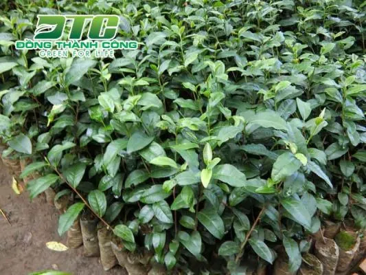 Sản phẩm cung cap cay che giong 533x400 — Công Ty CP Sản Xuất Và Thương Mại Đồng Thành Công — MST 0315350230