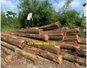 Sản phẩm f26bba5aa7ce54900ddf 6375 — Công Ty TNHH Phố Núi — MST 0315385191