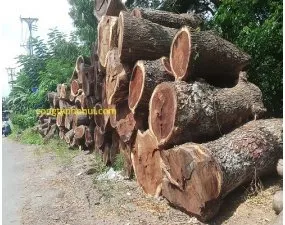 Sản phẩm go me tay 5600 — Công Ty TNHH Phố Núi — MST 0315385191