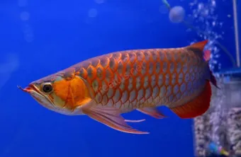 Sản phẩm 0 1735051303 — Công Ty TNHH Thương Mại Dịch Vụ Cảng Hào — MST 0315437996