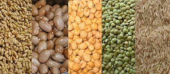 Sản phẩm grains 900x394 — Công Ty TNHH Vina Freezedry — MST 0315485171