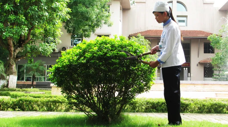 Sản phẩm dich vu cay xanh — Công Ty Cổ Phần Làm Sạch Homecare Việt Nam — MST 0315512146