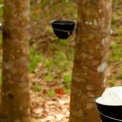 Sản phẩm hinh anh cay cao su 3603 — Công Ty TNHH Sản Xuất Bảo Khánh — MST 0315518211