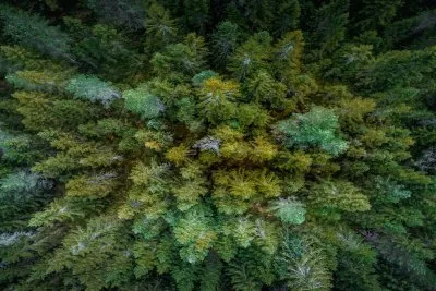 Sản phẩm rung nguyen sinh forest 400x267 — Công Ty Cổ Phần Floordi — MST 0315545938