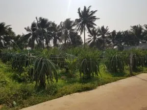 Sản phẩm chuyen muc dich su dung dat nong nghiep sang tho cu 300x225 — Công Ty TNHH Xây Dựng Đo Đạc Nhà Đất Phát Thịnh — MST 0315569576