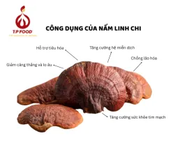 Sản phẩm nam linh chi 5305 — Công Ty TNHH Thương Mại Thực Phẩm T.P — MST 0315602953