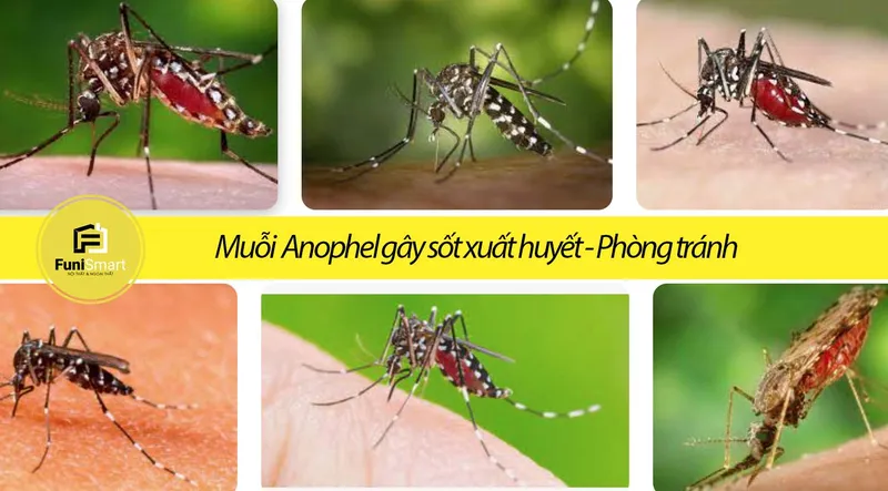 Sản phẩm Muoi Anophel gay sot xuat huyet phong tranh ngay — Công Ty TNHH FUNISMART — MST 0315653154