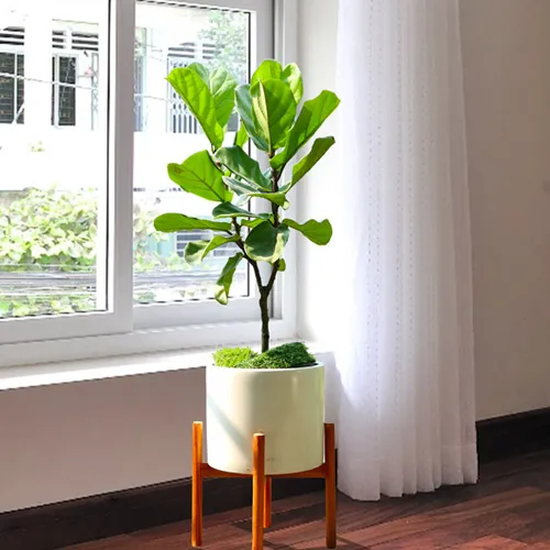 Sản phẩm cay bang sing co chan de — Chi Nhánh Bình Dương - Công Ty TNHH Dịch Vụ VINAXANH — MST 0315675359