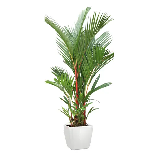 Sản phẩm cay cau be do — Chi Nhánh Bình Dương - Công Ty TNHH Dịch Vụ VINAXANH — MST 0315675359