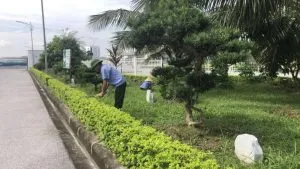 Sản phẩm cham soc canh quan khu cong nghiep tai tphcm 2 300x169 — Chi Nhánh Bình Dương - Công Ty TNHH Dịch Vụ VINAXANH — MST 0315675359