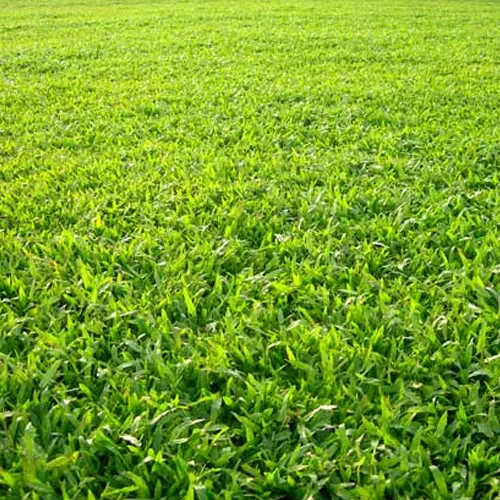 Sản phẩm co la gung 01 — Chi Nhánh Bình Dương - Công Ty TNHH Dịch Vụ VINAXANH — MST 0315675359