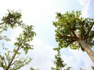 Sản phẩm 2_2 300x225 — Chi Nhánh Bình Dương - Công Ty TNHH Dịch Vụ VINAXANH — MST 0315675359