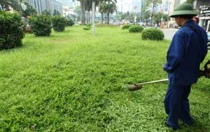 Sản phẩm kinh nghiem chon dich vu trong co canh quan 1 300x188 — Chi Nhánh Bình Dương - Công Ty TNHH Dịch Vụ VINAXANH — MST 0315675359