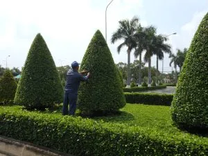 Sản phẩm kinh nghiem chon don vi cay xanh kcn3 300x225 — Chi Nhánh Bình Dương - Công Ty TNHH Dịch Vụ VINAXANH — MST 0315675359