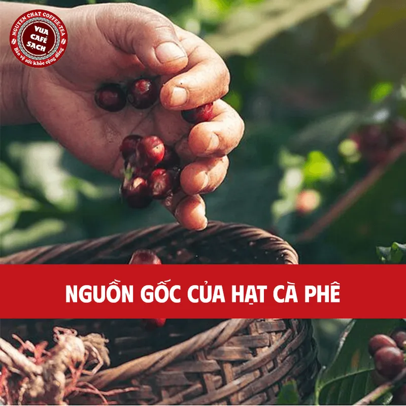 Sản phẩm Nguon goc ca phe — Nguyên Chất Coffee - Công Ty CP Cà Phê Nguyên Chất Tây Nguyên — MST 0315751539