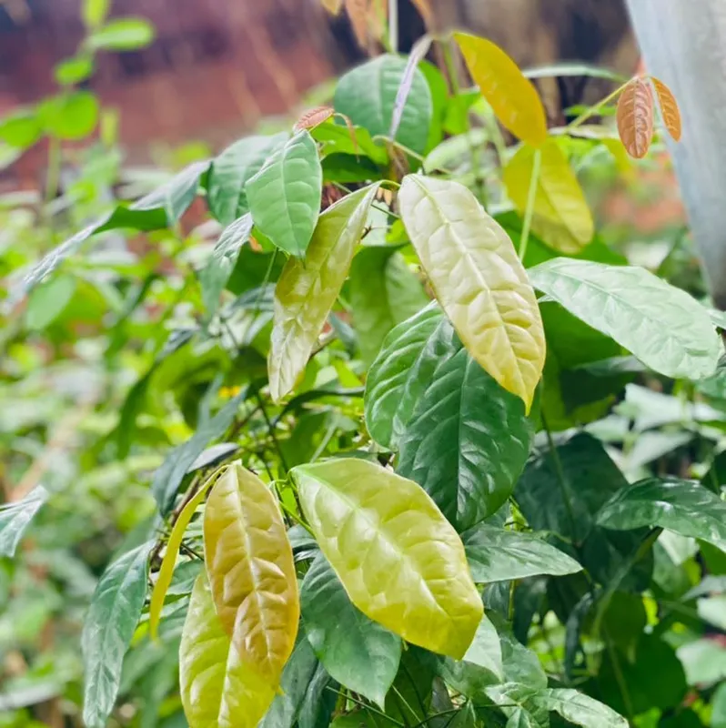 Sản phẩm 279855170_1077829686104303_8306259537361112972_n — Công Ty CP Thương Mại Sản Xuất & Dịch Vụ Nông Nghiệp S-Green — MST 0315753857